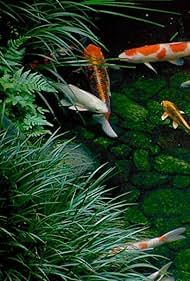 Watch Free Dream Window Reflections on the Japanese Garden (1992)