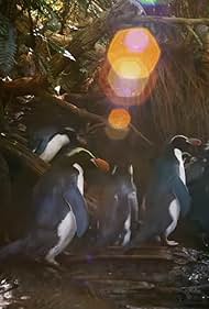 Watch Free Penguins Meet the Family (2020)