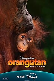 Watch Free Orangutan