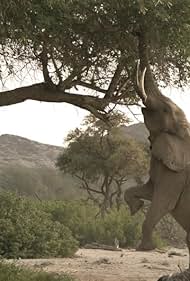 Watch Free Wild Namibia (2014)